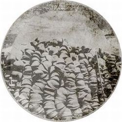 画像クリックで詳細表示。Click to more info.