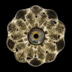 画像クリックで詳細表示。Click to more info.