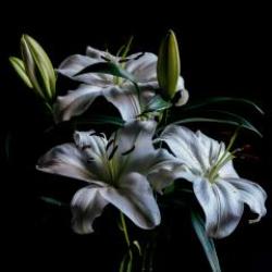 画像クリックで詳細表示。Click to more info.