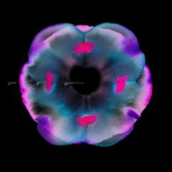 画像クリックで詳細表示。Click to more info.